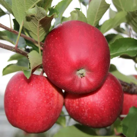 Zum Rebstock * Kressbronn am Bodensee