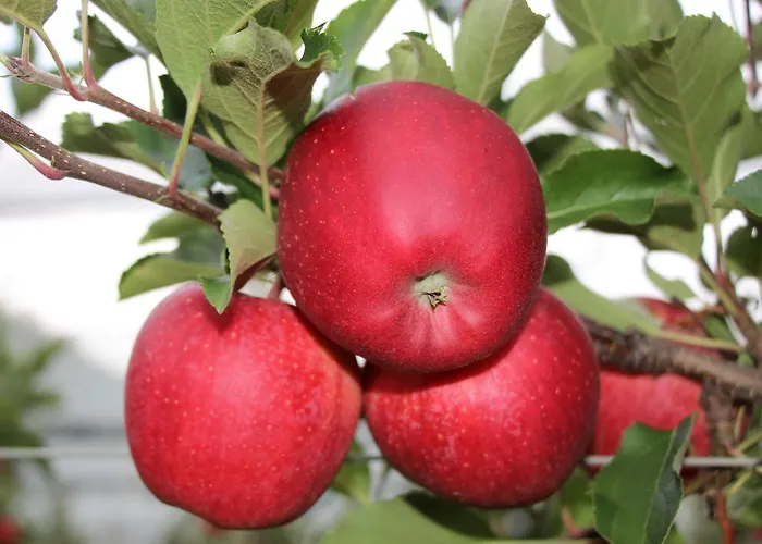 Zum Rebstock * クレスブロン・アム・ボーデンゼー